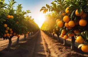 AI generated long rows of orange trees, ripe oranges hanging on a branch, orange plantations to the horizon, orange orchard, sunny day, dawn or sunset light photo