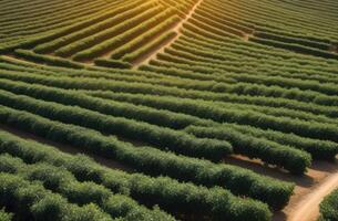 AI generated orange garden, plantations of orange trees to the horizon, top view, sunny day, dawn or sunset light photo