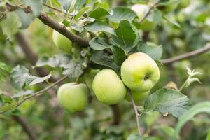 manzanas verdes en el árbol foto