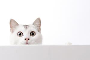 AI generated White surprised cat with large, captivating eyes on white background. Ideal for promotions, great deals or offers. Good price, Black Friday, discount. Copy space for text. Amazed pet. photo