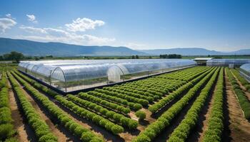 AI generated Greenhouse industry  organic farming, hydroponics, and environmental conservation generated by AI photo