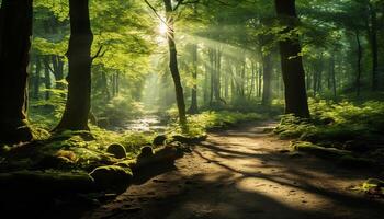 AI generated Tranquil forest path reveals nature beauty in mysterious sunlight generated by AI photo