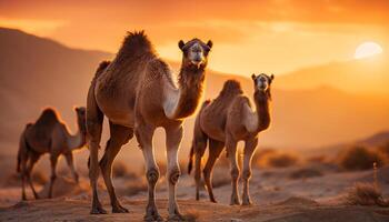 ai generado camellos en el salvaje, en pie en el africano puesta de sol generado por ai foto