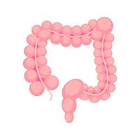 Stylized pink illustration of the human large intestine on a white background. vector