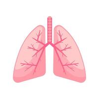 Simplified illustration of human lungs in soft pink tones, highlighting the bronchial tree structure vector