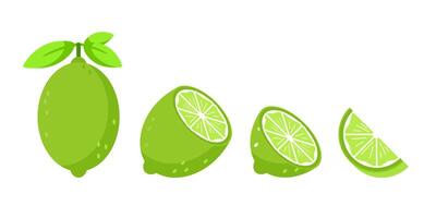 Set featuring whole and sliced lime fruits with leaves and flowers vector