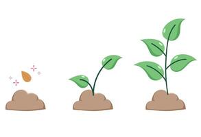 Set of color vector illustrations with the growth cycle of a plant or tree