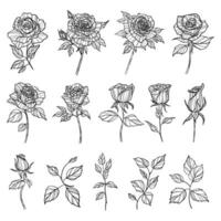 set of black and white roses vector