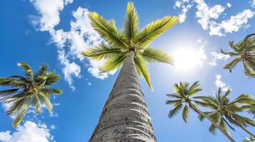 AI generated Tall Palm Tree With Sunlight. Generative AI. photo