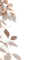 AI generated Shadows of Leaves on White Wall. Generative AI. photo