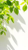 AI generated Green-leaved Plant Against White Wall. Generative AI. photo