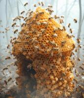 AI Generated Honey bees swarming on honeycomb. A beehive in the shape of a honeycomb with bees photo