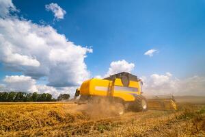 Combine harvester in action on wheat field. Process of gathering ripe crop from the fields. agricultural technic in field. Special technic in action. Heavy machinery, photo
