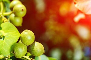 Green walnuts hanging from the tree with a blurred background. Picture of unripe green walnuts on branch. Macro shot photo