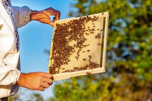 Beekeeper is working with bees and beehives on the apiary. Frames of a bee hive photo