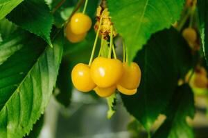 Berries of yellow cherry on a branch photo