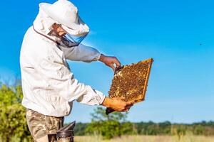 Beekeeper is working with bees and beehives on the apiary. Bees on honeycomb. Frames of a bee hive. Beekeeping. Honey photo