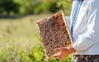 hands of man shows a wooden frame with honeycombs on the background of green grass in the garden photo