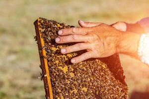 hands of man shows a wooden frame with honeycombs on the background of green grass in the garden photo