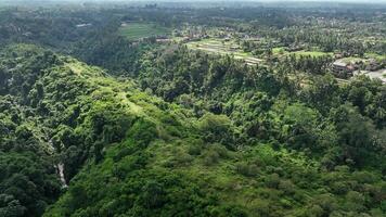 arroz campo arroz terraço bali natureza aéreo cenas 4k video