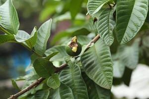 joven guayaba Fruta todavía en el árbol aislado en difuminar antecedentes foto