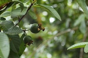 joven guayaba Fruta todavía en el árbol aislado en difuminar antecedentes foto
