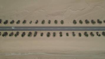 Top view of the road through the desert with palm trees on the sides video