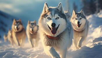 AI generated Running sled dogs enjoy the winter outdoors, purebred and playful generated by AI photo