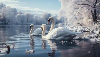 ai generado mudo cisne se desliza en tranquilo estanque, reflejando elegancia y belleza generado por ai foto