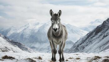 ai generado un linda Burro y cabra en un Nevado montaña granja generado por ai foto