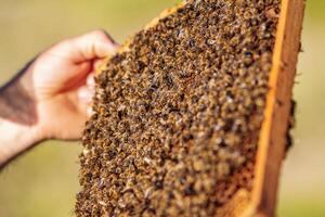 hands of man shows a wooden frame with honeycombs on the background of green grass in the garden photo