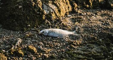 muerto crucian en grava playa. pescador izquierda el atrapar. del hombre pasatiempo, silencio horas. de cerca. foto