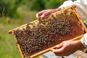 man's hands hold a wooden frame with honeycombs and bees in the garden in the summer. Close-up photo