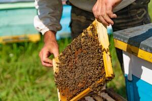 a man hold a frame with honey and bees over the hive. Close-up photo