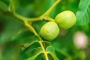 Young walnuts on the tree at sunset. Tree of walnuts. Green leaves background photo