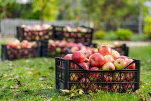 Apples in plastic crate. Harvesting fruit in garden at autumn. Red apple from organic farm photo