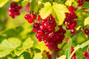 ripe red currant hangs on the branch of bush in the garden in the summer photo