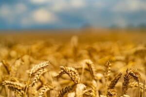 Wheat harvest. Food industry concept photo