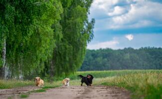 Attractive funny puppies playing together. Small cute dogs have fun in nature. Pretty doggies running. photo