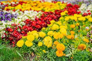 Yellow red and white flowers in flowerbed. Different beautiful blossoming flowers in city park. photo