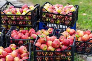Juicy red apples in plastic baskets. Fresh ripe fruits in containers. Delicious organic apples ready for the market. photo