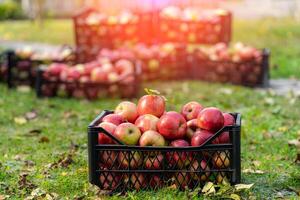 Ripe juicy apples staying in plastic baskets. Red delicious apples in containers ready for market. photo