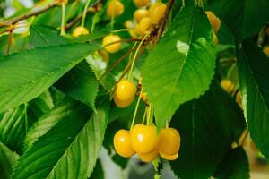 Berries of yellow cherry on a branch. Berries of yellow cherry on a branch photo