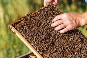 hands of man shows a wooden frame with honeycombs on the background of green grass in the garden photo