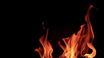mooi lusvormige brand Aan zwart achtergrond video