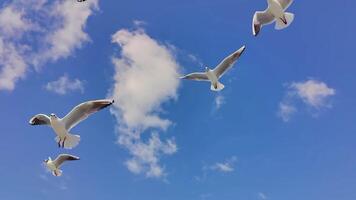 flock av seagulls flygande i blå himmel närbild och långsam rörelse mänsklig hand matning antal fot. video