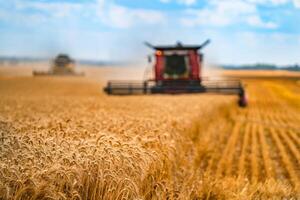 Corn in field closeup. Red grain harvesting combine in a sunny day in a blurred background . Yellow field with grain. Agricultural technic works in field. photo