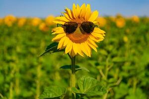 a large sunflower with spectacles is on the background of field. Close-up photo