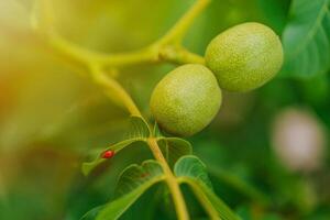 two green walnuts ripen on the branch in the autumn on the background of leaves. Ladybug crawls on a leaf of walnut. Close-up photo