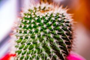 Close up of globe shaped cactus with long thorns photo